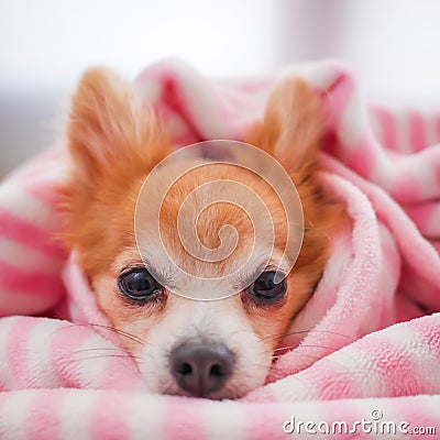 Closeup facing young brown puppy dog, Lovely chihuahua sleep in sweet pink blanket with warm backlight in winter season Stock Photo