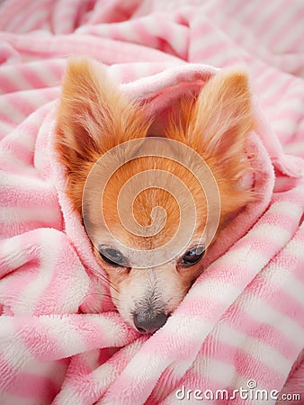 Closeup facing young brown puppy dog, Lovely chihuahua sleep in sweet pink blanket in winter Stock Photo