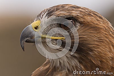 A closeup of a Falcon looking for prey Stock Photo