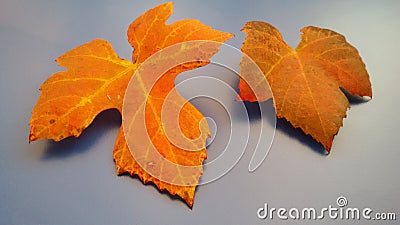 Autumn leaves in beautiful colors. Seasonal concept. Color changing leaves. Stock Photo