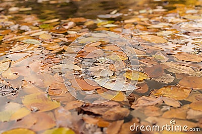 Closeup fallen autumn leaves in lake in october Stock Photo