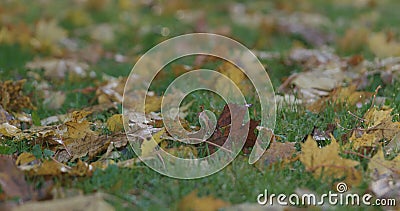 Closeup fallen autumn leaves in the morning Stock Photo