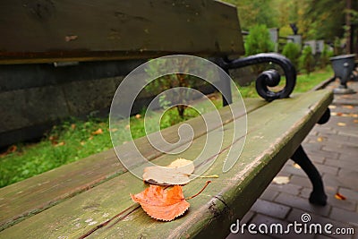 Closeup Fallen Autumn Leaves on the Wooden Bench in the Park Stock Photo