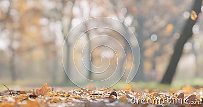 Closeup fallen autumn oak leaves in park Stock Photo