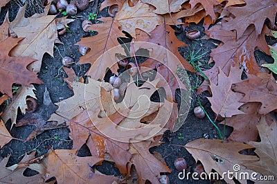 Closeup fallen leaves of trees on the ground Stock Photo