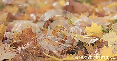 Closeup fallen maple autumn leaves on grass Stock Photo