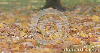 Closeup fallen maple autumn leaves on grass Stock Photo