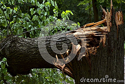 Closeup of fallen tree torn at its basis by a storm Stock Photo