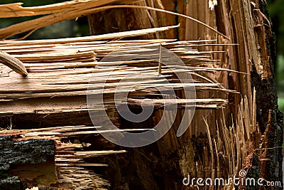 Closeup of fallen tree torn at its basis by a storm Stock Photo