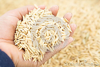 Closeup farmer hand holding rice seeds for sowing in the field Stock Photo
