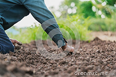 closeup farmer hand planting onion in garden Stock Photo