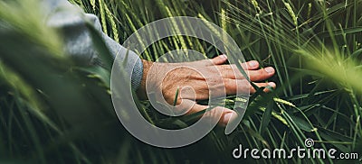 Closeup of farmer's hand gently touching green ripening barley ears in cultivated field, concept of organic agricultural Stock Photo