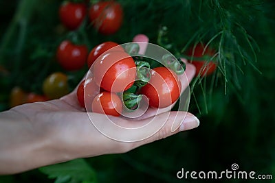 Closeup of farmer`s hands harvest a Tomato in the garden. Farmers hands with fresh tomatoes Stock Photo
