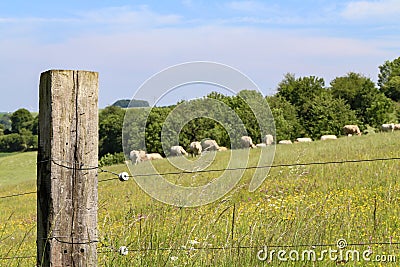 Closeup of a farmland fence with animals near trees Stock Photo