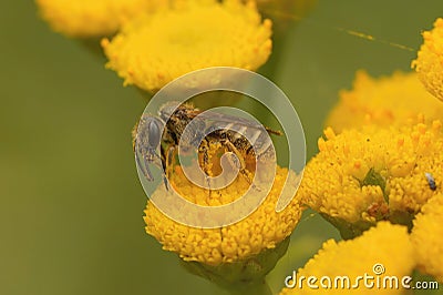 Closeup of a female bronze furrow bee, Halictus tumulorum in a yellow Tansy flower Stock Photo