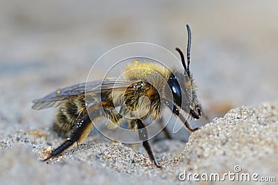 Closeup of female chocolate or hawthorn mining bee (Andrena scotica) Stock Photo