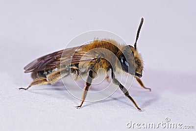 Closeup on a female of the Coppice mining bee, Andrena helvola on white background Stock Photo