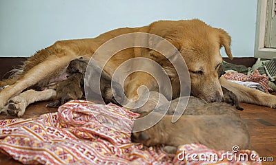 A closeup of a female dog resting on the floor grooming her litter of 7 newborn puppies. Successful Dog childbirth. Stock Photo
