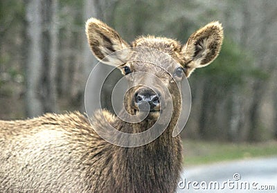 Closeup female elk looking at the camera. Stock Photo