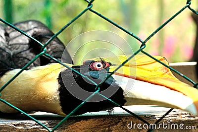 Closeup of a female Great Hornbill, Buceros bicornis Stock Photo
