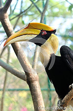 Closeup of a female Great Hornbill, Buceros bicornis Stock Photo