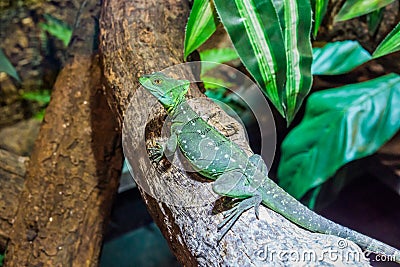 Closeup of a female green plumed basilisk sitting on a tree branch, helmeted lizard, tropical reptile pet from America Stock Photo