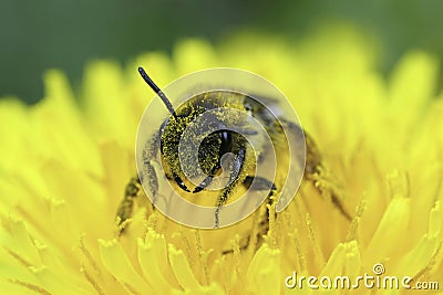 Closeup on a female grey-gastered mining bee, Andrena tibialis, sitting in a yellow dandelion flower Stock Photo