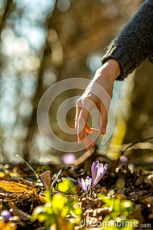 Closeup of female hand about to pick a spring saffron Stock Photo