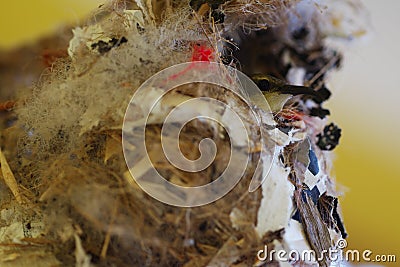 Closeup of female hummingbird in nest Stock Photo