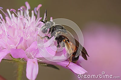 Closeup on a female large scabious mining bee, Andrena hattorfiana, sitting on it's purple hostplant Stock Photo