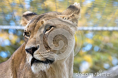 Closeup female lioness oblique side animal portrait Stock Photo