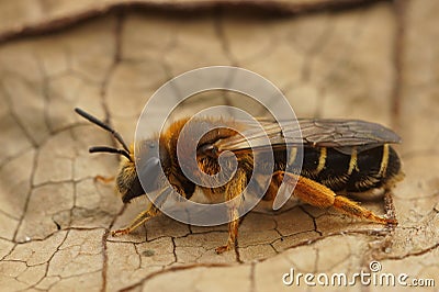 Closeup of a female Orange legged furrow bee, Halictus rubicundus at Rosdel, Leuven, Belgium Stock Photo