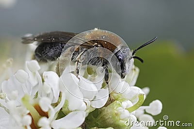Closeup on a female red-tailed mining bee, Andrena haemorrhoa on a white flower Stock Photo