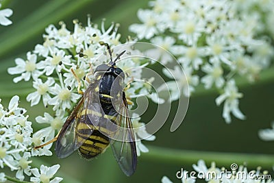 Closeup on a female wasp-mimic spearhorn hoverfly, Chrysotoxum fasciolatum on a white Hogweed in the Austrian alps Stock Photo