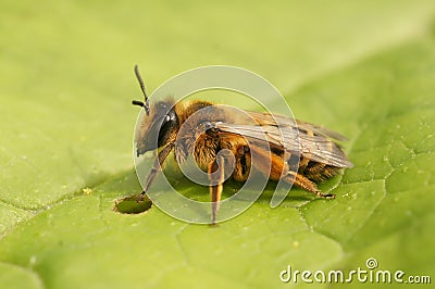 Closeup on a female Yellow-legged mining bee, Andrena flavipes, sitting on a green leaf Stock Photo
