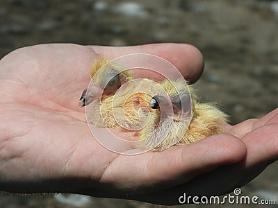 Few hours old yellow cute pigeons in hand 4 Stock Photo