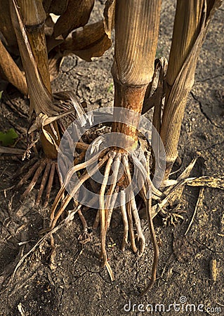 Closeup of fibrous roots of corn stalk plant on farm in agricultural with dried brown leaves and husks Stock Photo