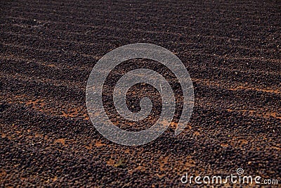 Closeup of field of air drying coffee beans Stock Photo