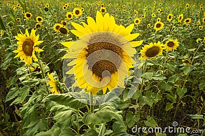 Closeup field full of lots of large yellow sunflower blossom with seeds in green grass meadow field Stock Photo