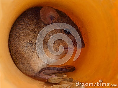 Closeup field mouse Apodemus eats grain inside of hole Stock Photo