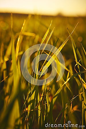 Closeup of field of young grain in a sunset back light Stock Photo