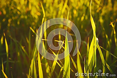 Closeup of field of young grain in a sunset back light Stock Photo