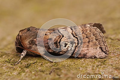 Closeup of the figure of eighty moth, Tethea ocularis, sitting on a piece of wood Stock Photo