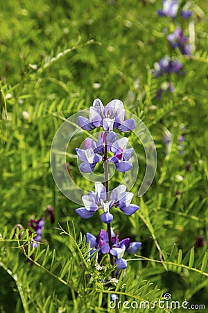 Closeup of a filed of bluebonnet purple flowers Stock Photo