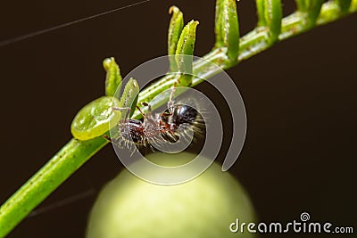 Closeup of a fire ant (Solenopsis) on a stem of a plant Stock Photo