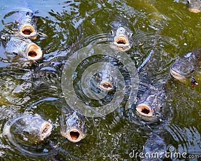 Closeup of Several Hungry Fish Mouths Stock Photo