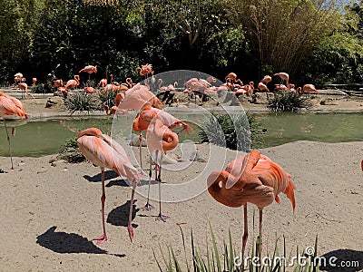 Closeup Flamingos Stock Photo