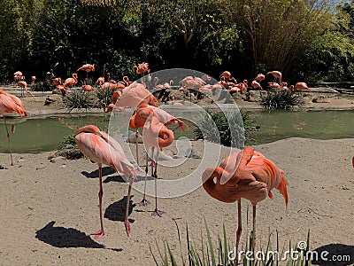 Closeup Flamingos Stock Photo