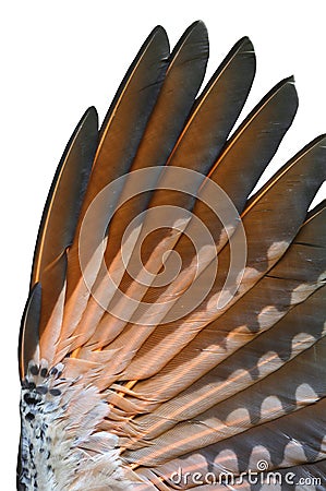 Closeup of Flicker bird under wing Stock Photo