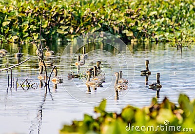 Closeup flock of billed duck aquatic bird Anatidae species family, a chicken sized bird spotted in swimming in the lake field Stock Photo